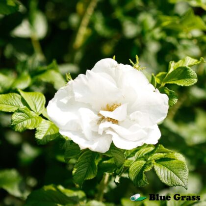 rosa-blanc-de-coubert-rose-good