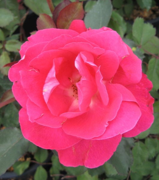 rosa-bloom-winnipeg-parks-rose