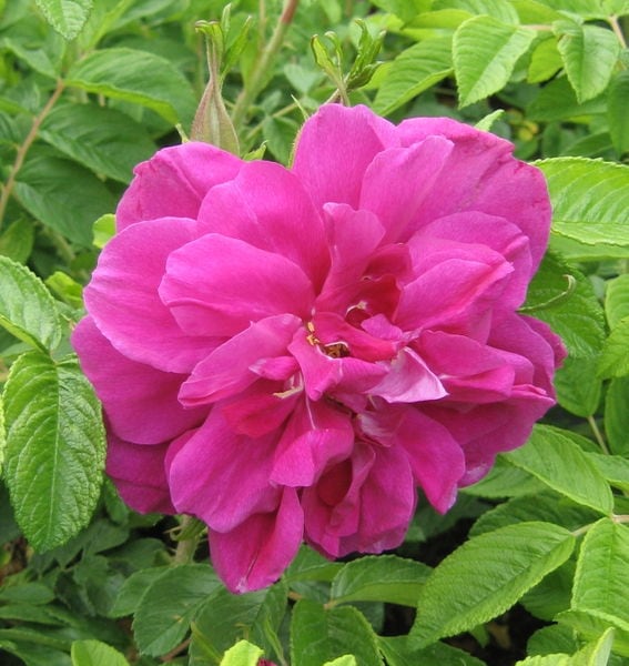 rosa-hansa-bloom-Hansa-Rose