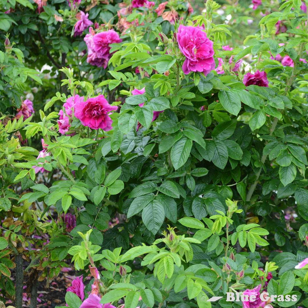 rosa-hansa-rose-bush-good