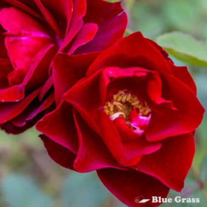 rosa-hope-for-humanity-rose-good