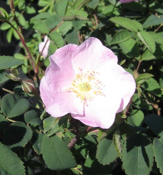 rosa-woodsii-woods-rose