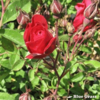 Adelaide Hoodless Rose