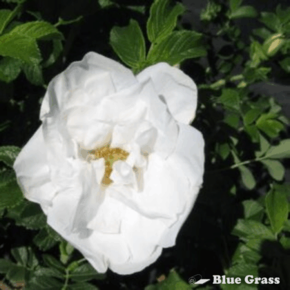 Blanc De Coubert Rose