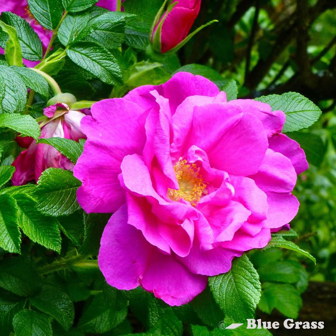 rose-hansa-rose-good