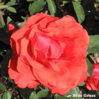 Morden Fireglow Rose