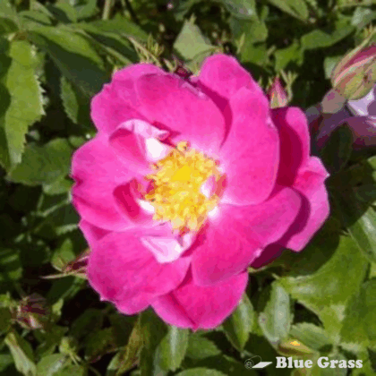 rose-william-baffin-rosa