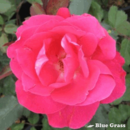 rose-winnipeg-parks-rosa