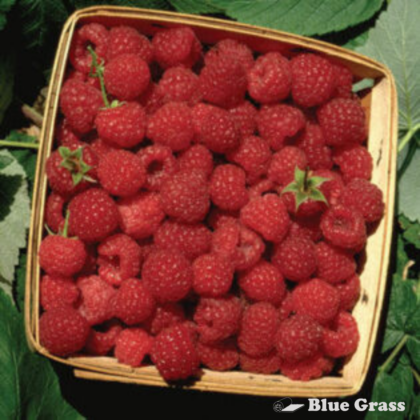 Boyne Raspberry