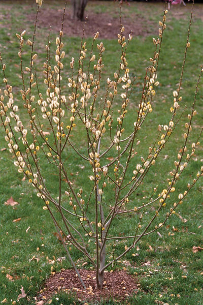 salix-discolor-pussy-willow