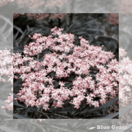 Black Lace™ Elderberry - Proven Winners