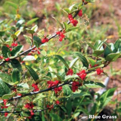 sheperdia-canadensis-russet-buffaloberry