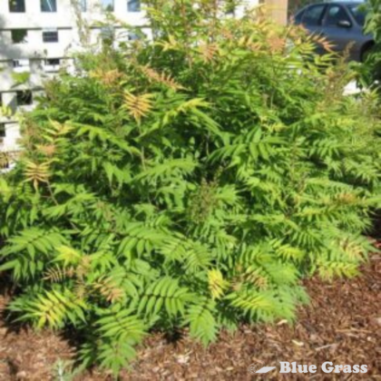 False Ash Leaf Spirea