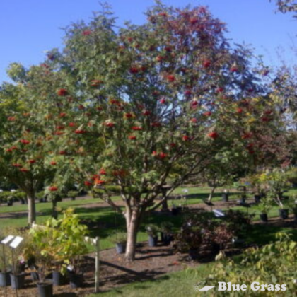 sorbus-americana-american-mountain-ash
