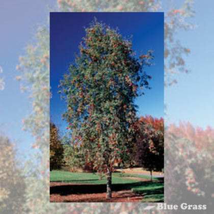 Black Hawk Mountain Ash