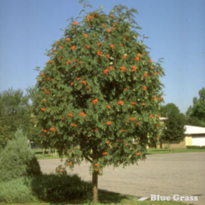 Showy Mountain Ash