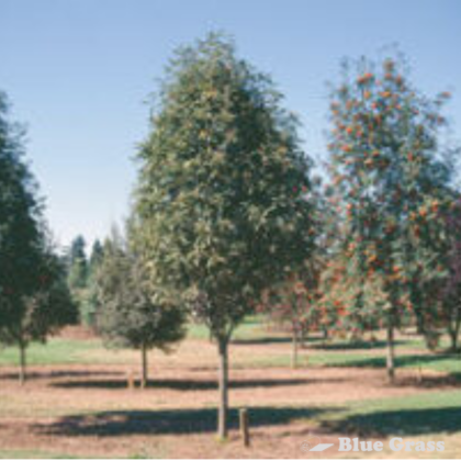 Oak Leaf Mountain Ash