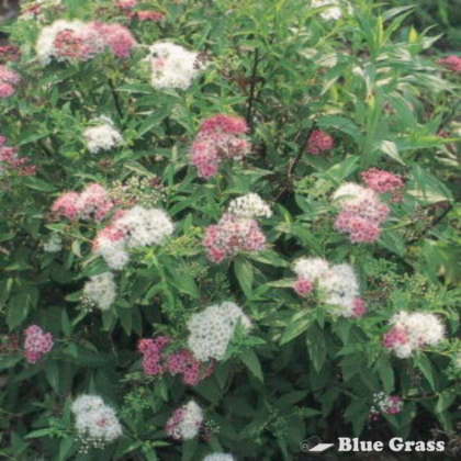 Shirobana Spirea