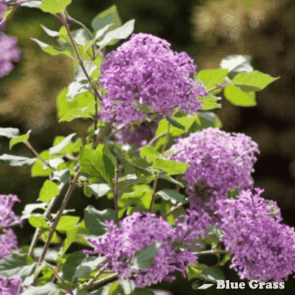Bloomerang® Dark Purple Lilac-Proven Winners