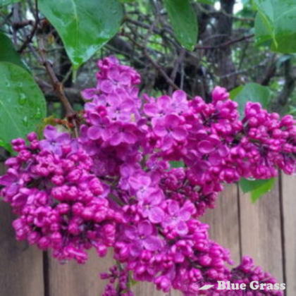 syringa-hyacinthiflora-pocahontas-lilac