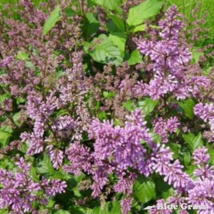 syringa-prestoniae-minuet-preston-lilac