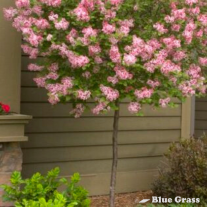 syringa-vulgaris-bailbelle-tinkerbelle-lilac