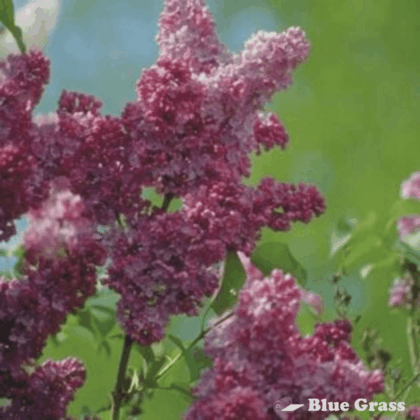 syringa-vulgaris-belle-de-nancy-french-lilac