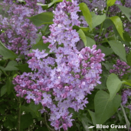 Common Lilac