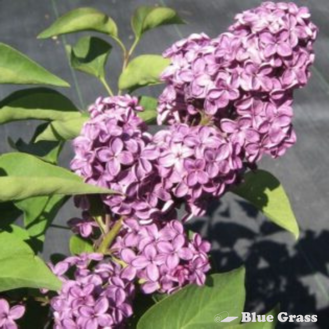 Ludwig Spaeth French Lilac