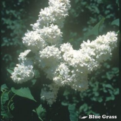 Madame Lemoine French Lilac