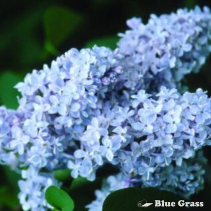 President Grevy French Lilac