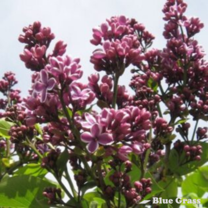 Sensation French Lilac