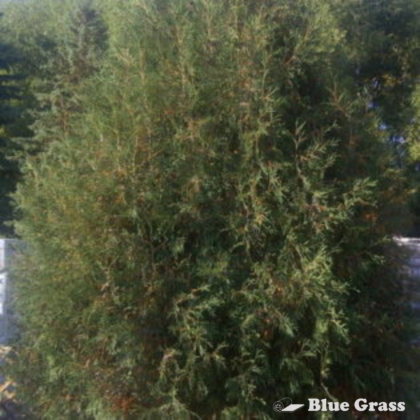 Techny Cedar