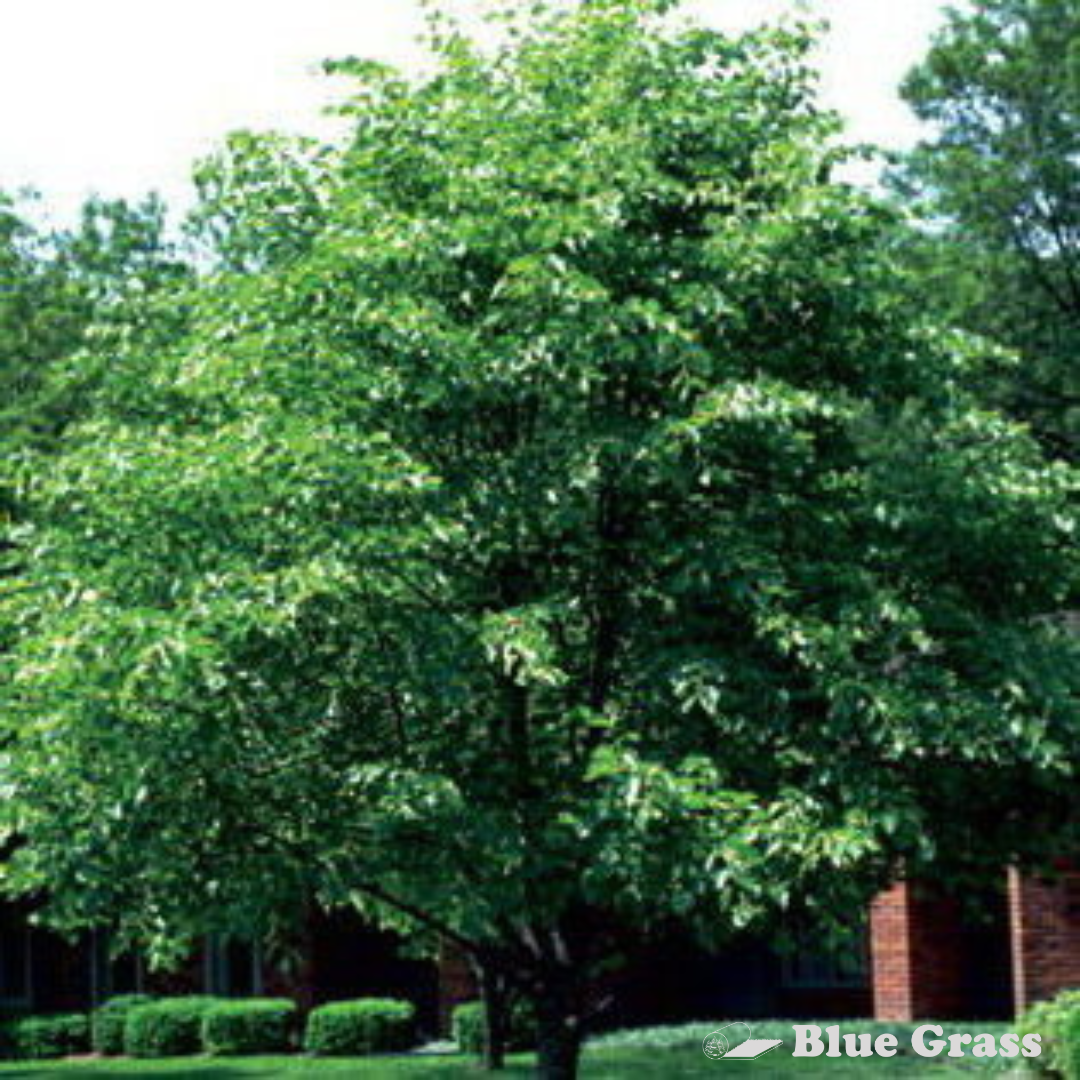 Dropmore Linden