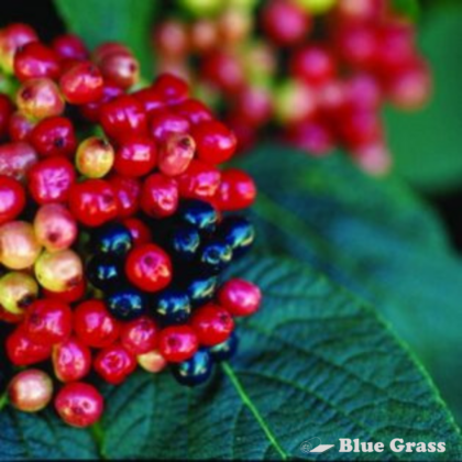 viburnum-lantana-mohican-wayfaring-tree