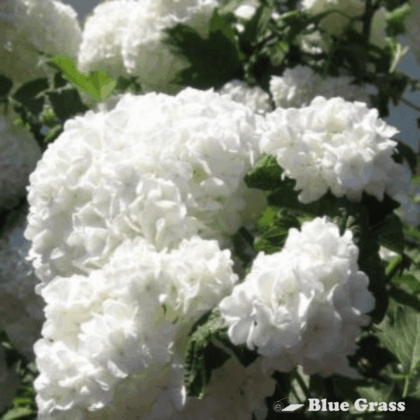 viburnum-opulus-roseum-common-snowball