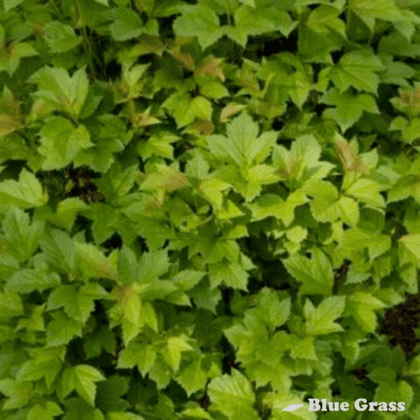 viburnum-trilobum-bailey-compact-cranberry