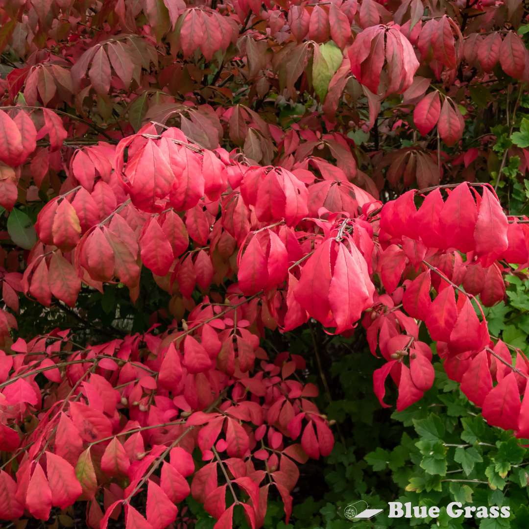Winged Burning Bush – Blue Grass Nursery & Garden Centre: Calgary