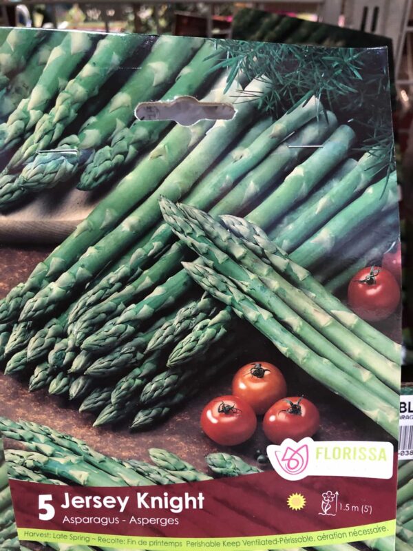 asparagus-jersey-knight-bulb-florissa