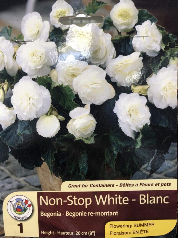 begonia-non-stop-white-bulb-florissa