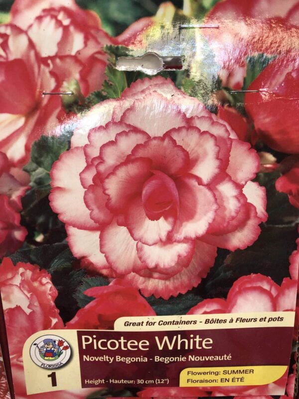begonia-picotee-white-bulb-florrisa