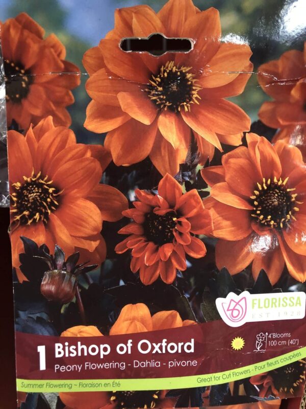 dahlia-bishop-of-oxford-bulb-florissa