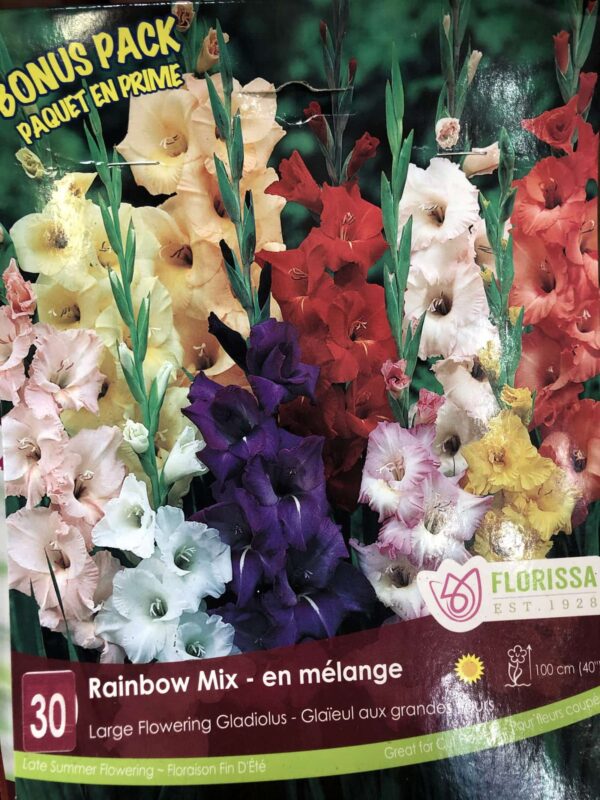 gladiolus-rainbow-mix-bulb-florissa