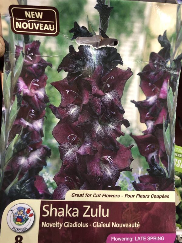 gladiolus-shaka-zulu-bulb-florissa