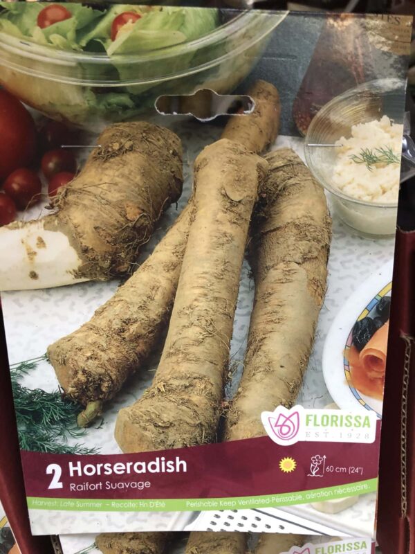 horseradish-bulb-florissa