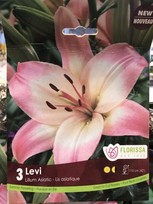 lily-asiatic-levi-bulb-florissa