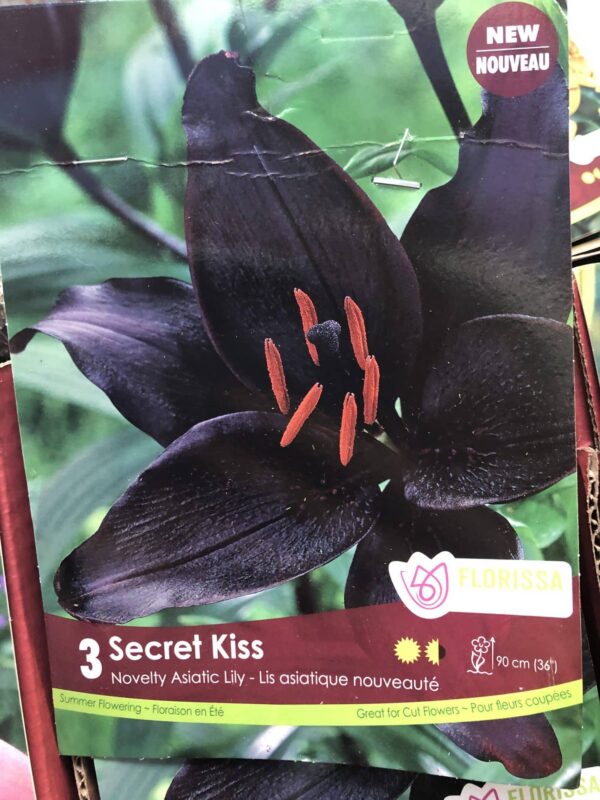 lily-asiatic-secret-kiss-bulb-florissa