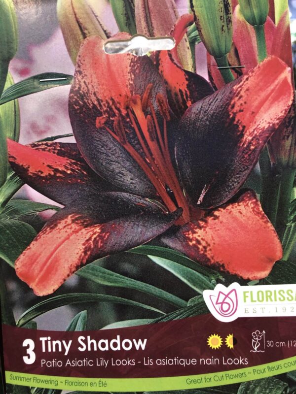 lily-asiatic-tiny-shadow-bulb-florissa