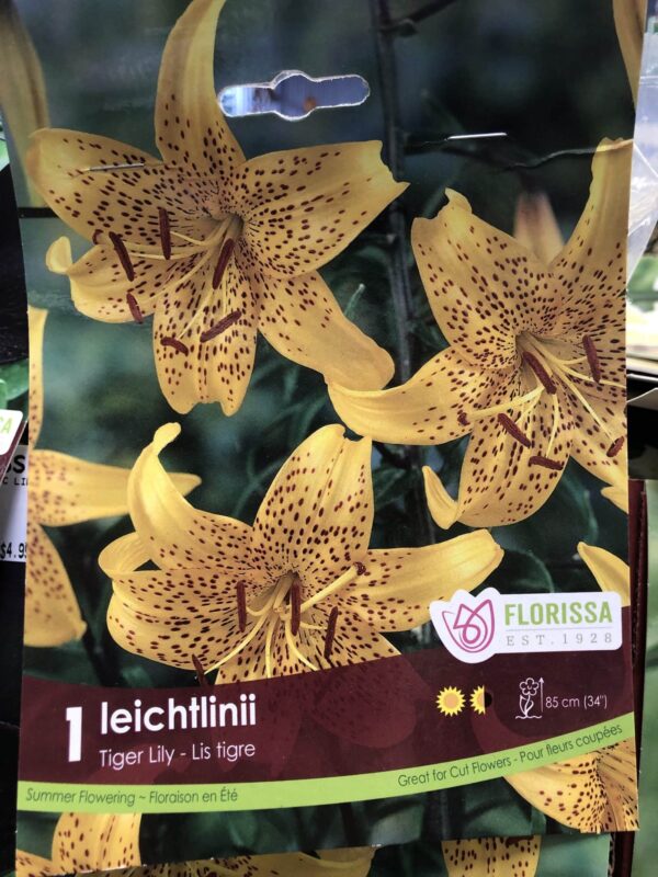 lily-leichtlinii-tiger-lily-bulb-florissa