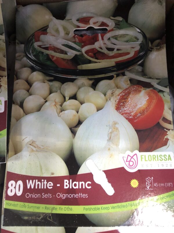 onion-sets-white-bulb-florissa